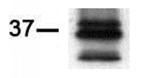 PIM2 Antibody in Western Blot (WB)