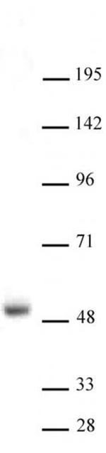 LXR-alpha Antibody in Western Blot (WB)