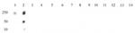 Histone H4R3me2s (symmetric) Antibody in Dot Blot (DB)