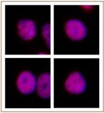 HNF4A Antibody in Immunocytochemistry (ICC/IF)