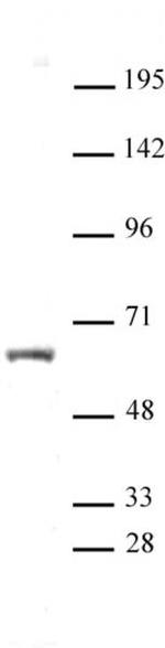 HNF4A Antibody in Western Blot (WB)