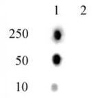 Phospho-Histone H2A (Thr120) Antibody in Dot Blot (DB)