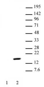Phospho-Histone H2A (Thr120) Antibody in Western Blot (WB)