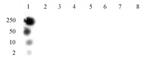 Phospho-Histone H3 (Thr11) Antibody in Dot Blot (DB)