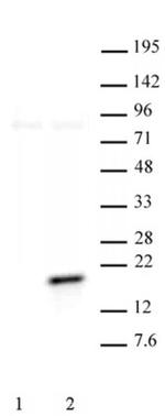Phospho-Histone H3 (Thr11) Antibody in Western Blot (WB)