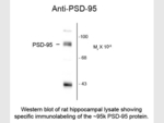 PSD95 Antibody in Western Blot (WB)
