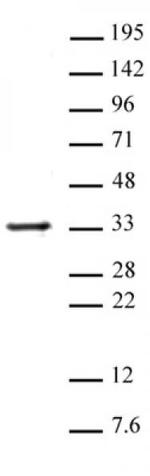 Histone H1 Antibody in Western Blot (WB)