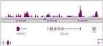FOXG1 Antibody in ChIP-Sequencing (ChIP-Seq)
