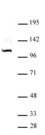 GLI1 Antibody in Western Blot (WB)