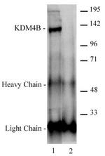 JMJD2B / KDM4B Antibody in Immunoprecipitation (IP)