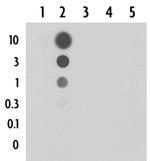 5-Formylcytosine (5-fC) Antibody in Dot Blot (DB)