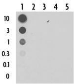 5-Carboxylcytosine (5-caC) Antibody in Dot Blot (DB)