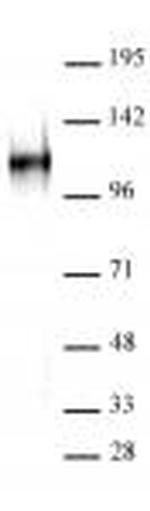 BCL11A Antibody in Western Blot (WB)