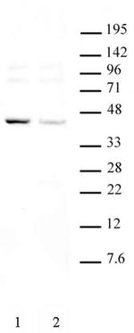 KLF6 Antibody in Western Blot (WB)