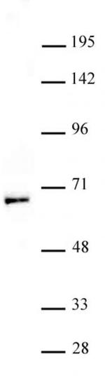 MOF / MYST1 Antibody in Western Blot (WB)