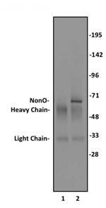 NonO Antibody in Immunoprecipitation (IP)
