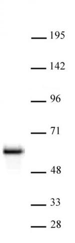 NonO Antibody in Western Blot (WB)