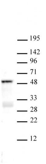 SMAD3 Antibody in Western Blot (WB)