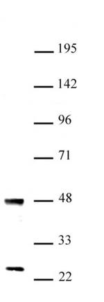 UTF1 Antibody in Western Blot (WB)