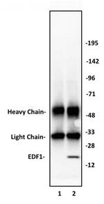 EDF1 Antibody in Immunoprecipitation (IP)