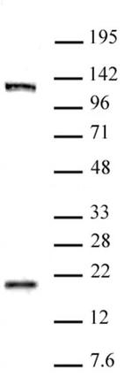 EDF1 Antibody in Western Blot (WB)