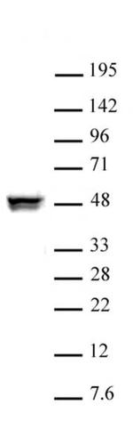 CTBP2 Antibody in Western Blot (WB)