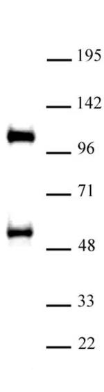 TAZ / WWTR1 Antibody in Western Blot (WB)
