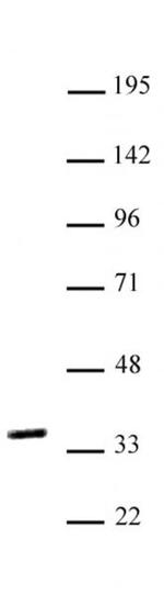 NKX2.5 Antibody in Western Blot (WB)