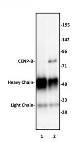 CENP-B Antibody in Immunoprecipitation (IP)