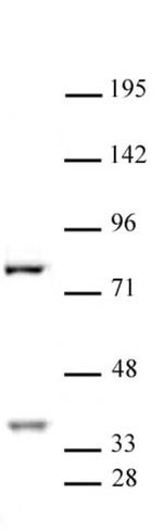 CENP-B Antibody in Western Blot (WB)