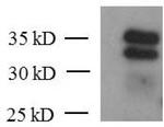 KLF6 Antibody in Western Blot (WB)