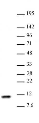 Histone H4 Antibody in Western Blot (WB)