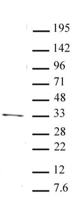 PITX2 Antibody in Western Blot (WB)