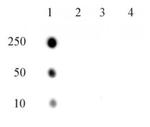 Phospho-RNA pol II CTD (Thr4) Antibody in Dot Blot (DB)