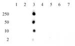 Histone H2BK15ac Antibody in Dot Blot (DB)