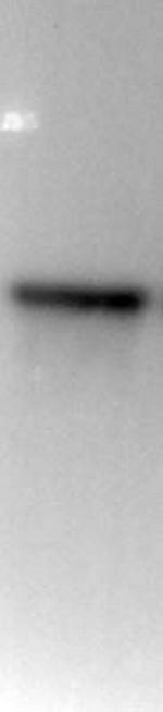 Phospho-Histone H3 (Ser28) Antibody in Western Blot (WB)