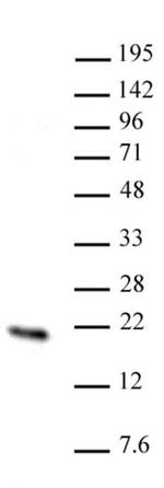 Hmgn2 Antibody in Western Blot (WB)