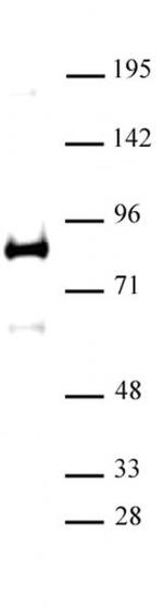XRCC1 Antibody in Western Blot (WB)