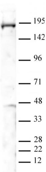 PBRM1 Antibody in Western Blot (WB)