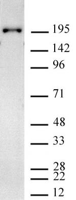Phospho-RNA pol II CTD (Tyr1) Antibody in Western Blot (WB)