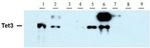 Tet3 Antibody in Western Blot (WB)