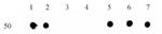 Histone H3K9me0 Antibody in Dot Blot (DB)