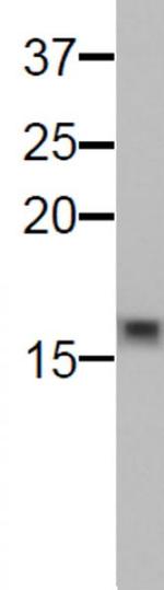 Histone H3K9me0 Antibody in Western Blot (WB)