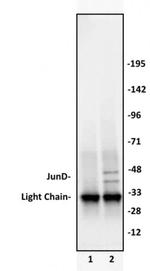 JunD Antibody in Western Blot (WB)