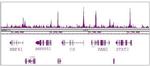 RBBP5 Antibody in ChIP-Sequencing (ChIP-Seq)