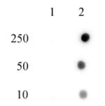 Phospho-Histone H4 (His18) Antibody in Dot Blot (DB)