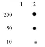 Phospho-Histone H4 (His18) Antibody in Dot Blot (DB)
