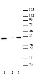 Histone H1.0 Antibody in Western Blot (WB)