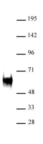 c-Fos Antibody in Western Blot (WB)