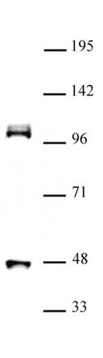 CUL4B Antibody in Western Blot (WB)